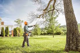 Professional Tree Care in La Porte, IN