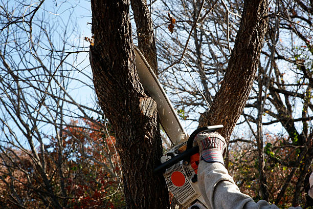 Best Tree Cabling and Bracing  in La Porte, IN